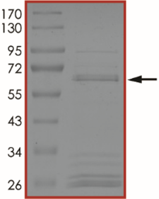 BRAF (d485-489 P490Y), Active